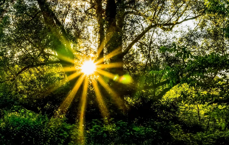 sunlight across the forest