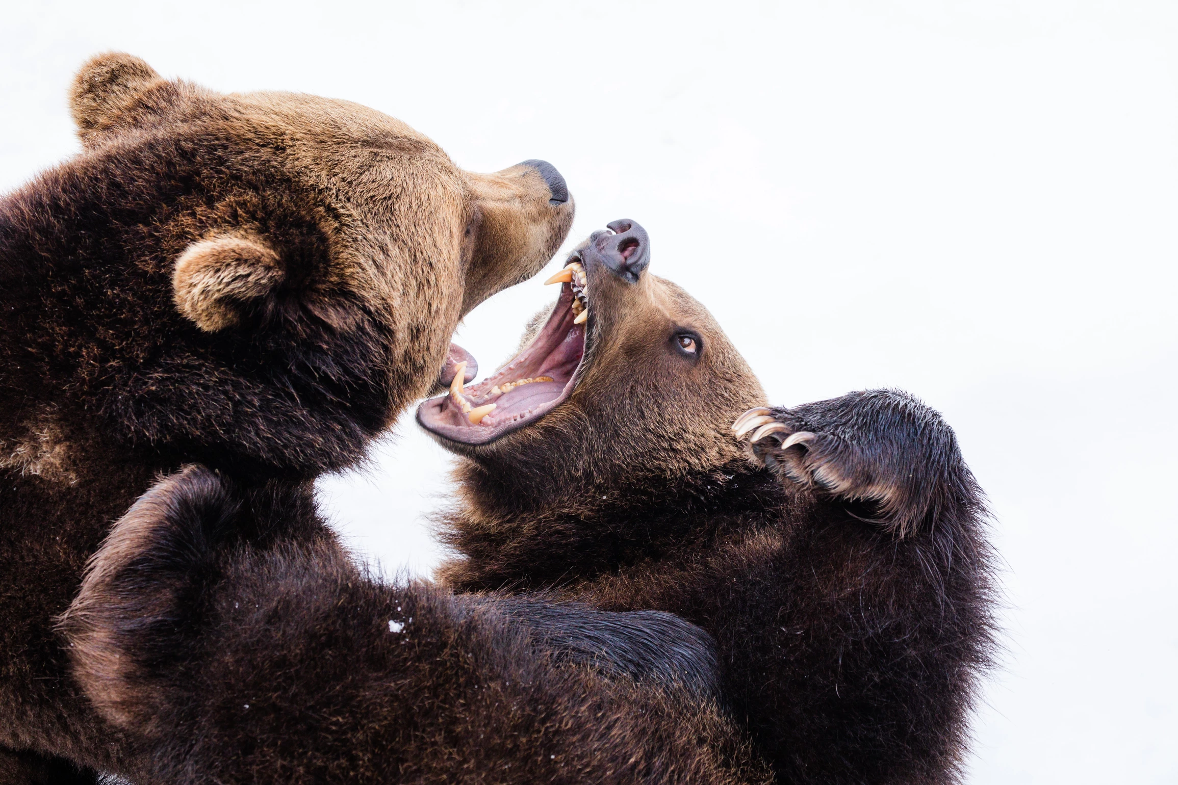 2 bears fighting