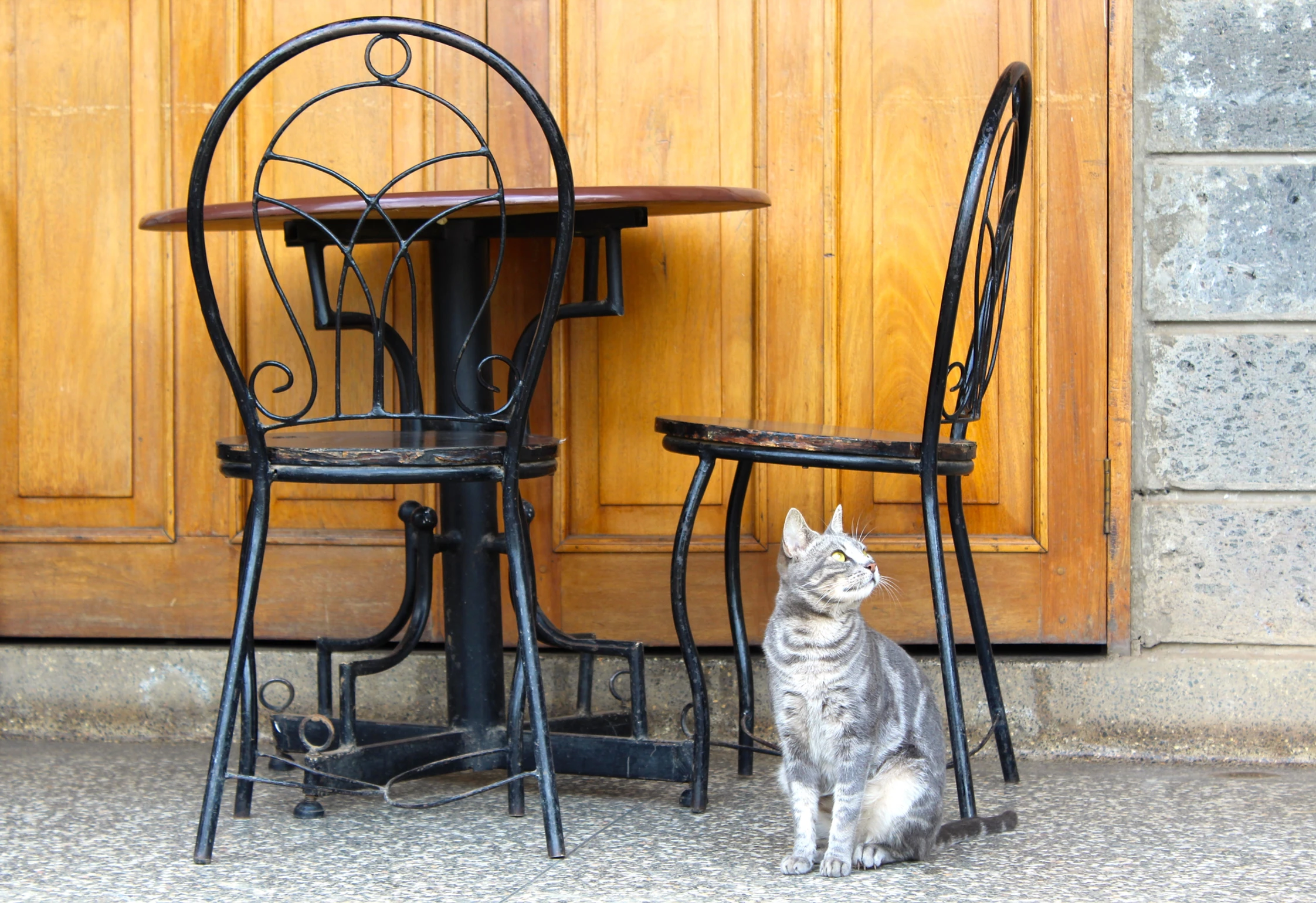 table, chairs and cat