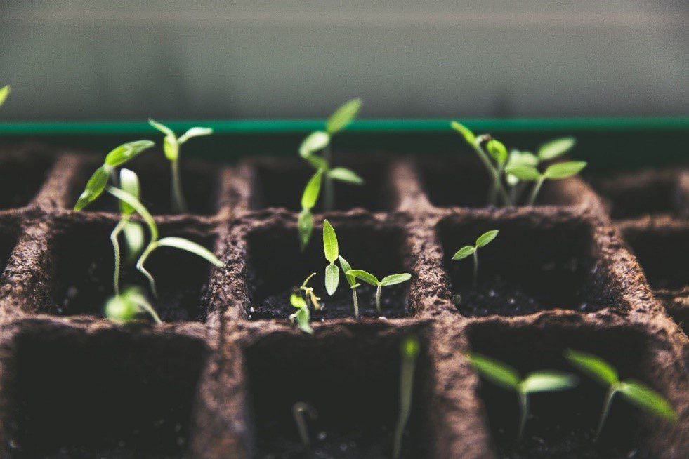 Garden sprouts